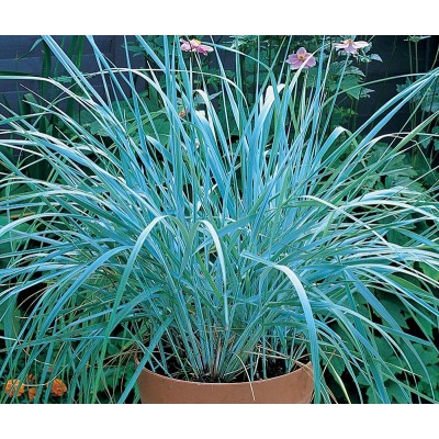 Колосняк (Элимус) песчаный Блю Дюн