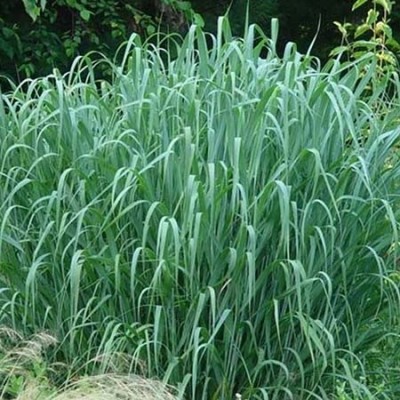 Просо прутьевидное Даллас Блюз