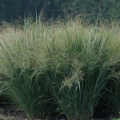 Просо прутьевидное Норд Винд Просо прутьевидное Норд Винд