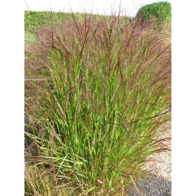 Просо прутьевидное Скво Просо прутьевидное Скво