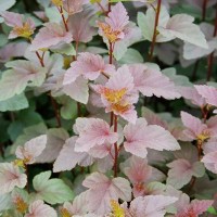 Пузыреплодник калинолистный Ред Барон Пузыреплодник калинолистный Ред Барон