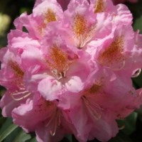 Рододендрон гибридный Синтиллейшн