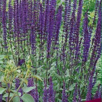 Сальвия дубравная Карадонна Сальвия дубравная Карадонна