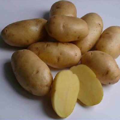 Семенной картофель Импала
