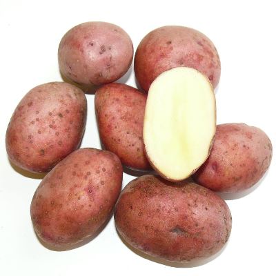 Семенной картофель Любава