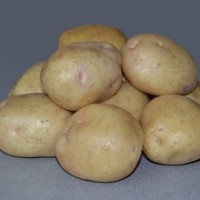 Семенной картофель Невский