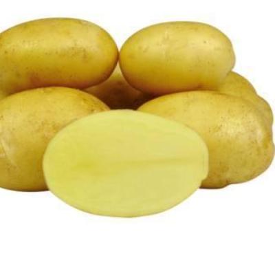 Семенной картофель Уладар