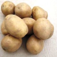 Семенной картофель Юбилей Жукова