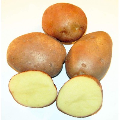Семенной картофель Пикассо