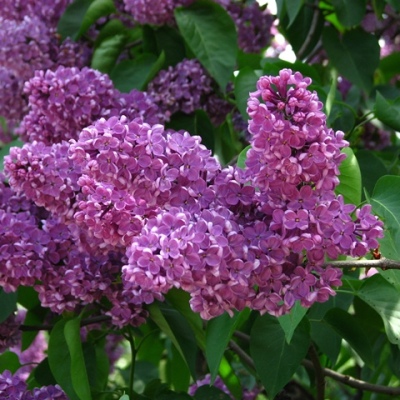 Сирень обыкновенная Леонид Леонов Сирень обыкновенная Леонид Леонов