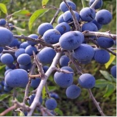 Слива Терн (колючая) 