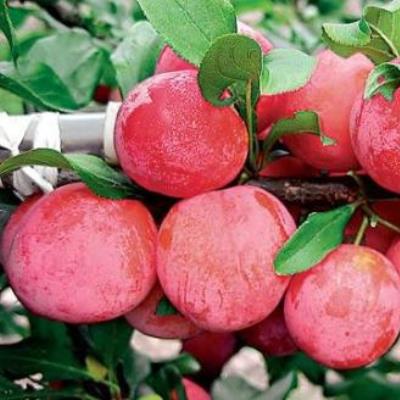 Слива Красивая Веча Слива Красивая Веча