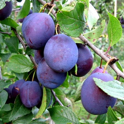 Слива Стартовая