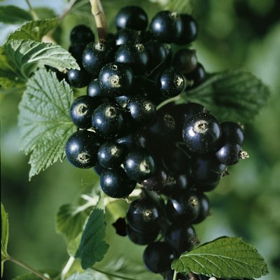 Смородина черная Изюмная Смородина черная Изюмная