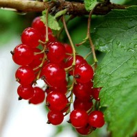 Смородина красная Орловская Звезда Смородина красная Орловская Звезда