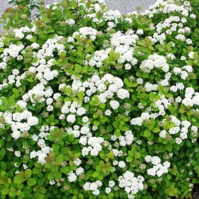 Спирея березолистная Айслэнд Спирея березолистная Айслэнд