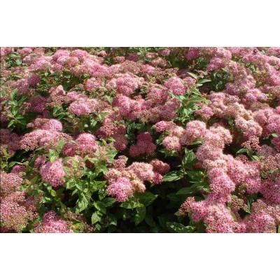 Спирея японская Манон Спирея японская Манон