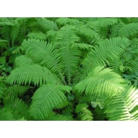 Страусник обыкновенный Страусник обыкновенный