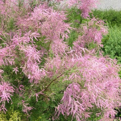 Тамарикс ветвистейший Розеа