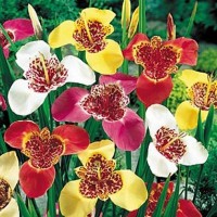 Тигридия смесь  окрасок