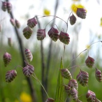 Трясунка средняя Трясунка средняя