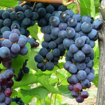 Виноград плодовый Надежда АЗОС