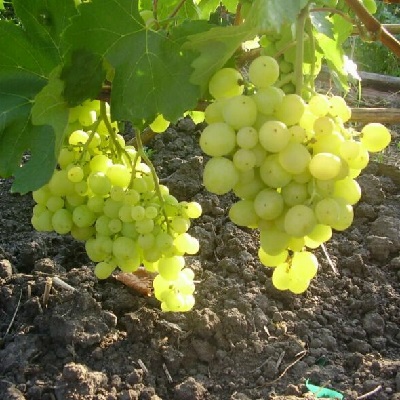 Виноград плодовый Супер-Экстра