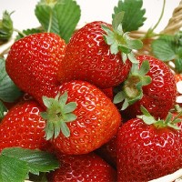 Земляника садовая Белорусочка Земляника садовая Белорусочка