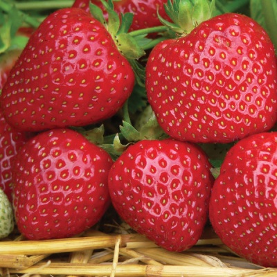 Земляника садовая Джайв