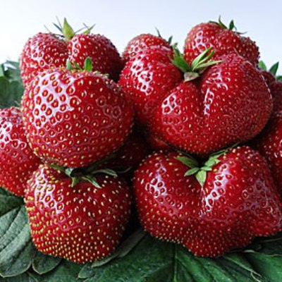 Земляника садовая Элианни Земляника садовая Элианни