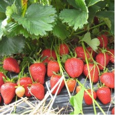 Земляника садовая Фелиция Земляника садовая Фелиция