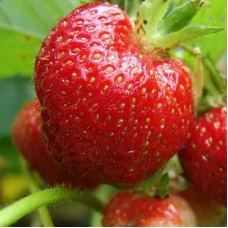 Земляника садовая Фея Земляника садовая Фея