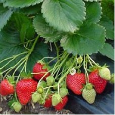 Земляника садовая Фламенко Земляника садовая Фламенко