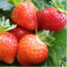 Земляника садовая Флориант Земляника садовая Флориант