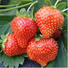 Земляника садовая Флорин Земляника садовая Флорин