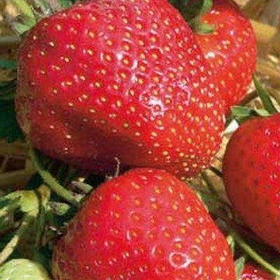 Земляника садовая Говоровская Земляника садовая Говоровская