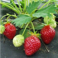 Земляника садовая Индука