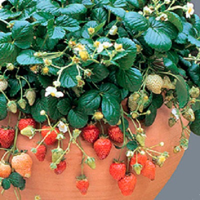 Земляника садовая Искушение Земляника садовая Искушение