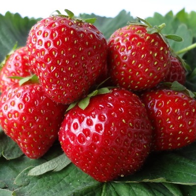 Земляника садовая Изаура