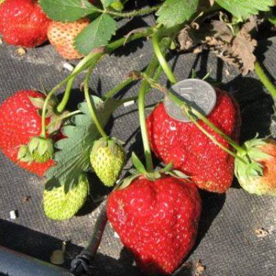 Земляника садовая Камрад-Победитель