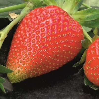 Земляника садовая Клеттер Стар Земляника садовая Клеттер Стар