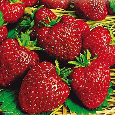 Земляника садовая Коррадо Земляника садовая Коррадо