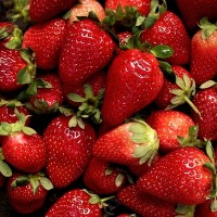 Земляника садовая Мармолада