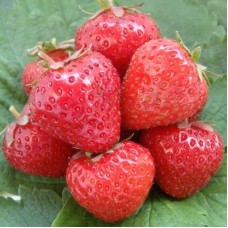 Земляника садовая Нэнси Земляника садовая Нэнси