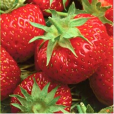 Земляника садовая Олимпийская надежда Земляника садовая Олимпийская надежда