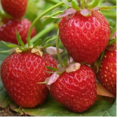 Земляника садовая Онда Земляника садовая Онда