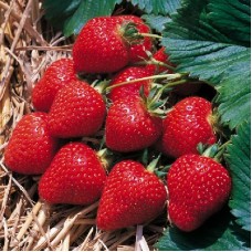 Земляника садовая Пандора Земляника садовая Пандора