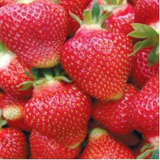 Земляника садовая Пегас Земляника садовая Пегас