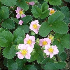 Земляника садовая Пинк Панда Земляника садовая Пинк Панда