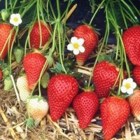 Земляника садовая Роксана